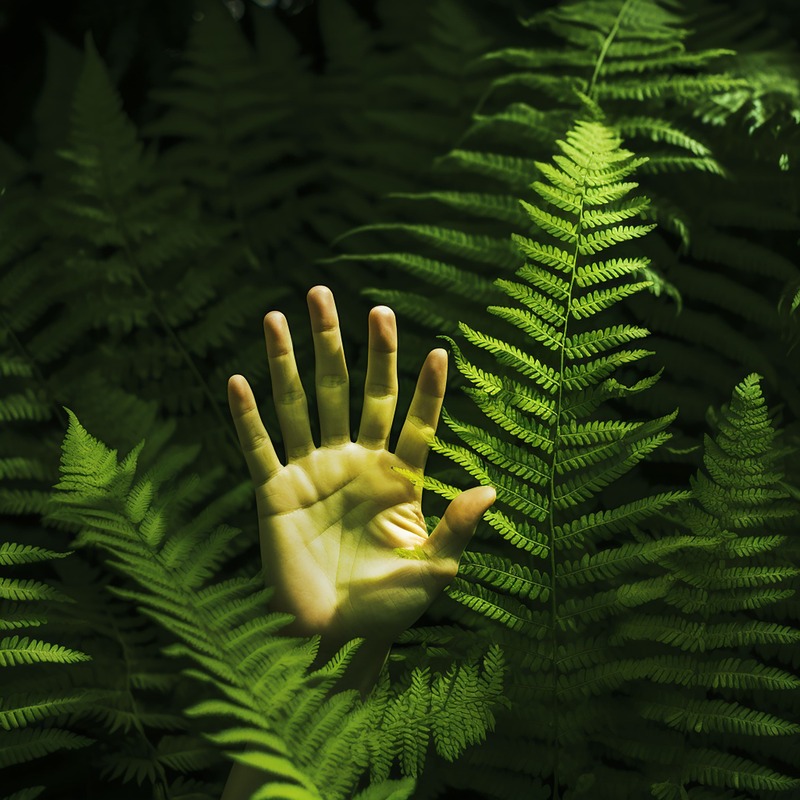 natures-grasp-hand-green-fern-ba